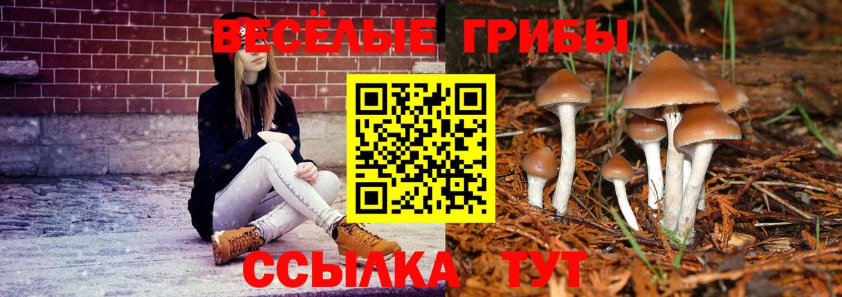Псилоцибиновые грибы мицелий Камень-на-Оби